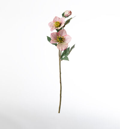 Kunstig lys rosa Helleborus Kunstig lys rosa Helleborus